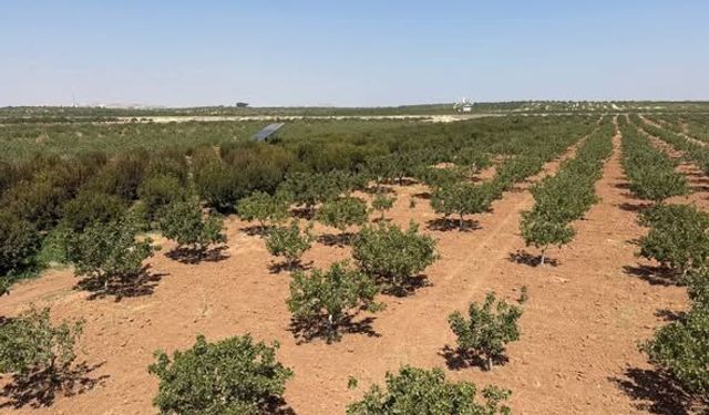 Şanlıurfa’da Fıstık Hasadı Öncesi Güvenlik Alarmı: Kapsamlı Tedbirler Devrede