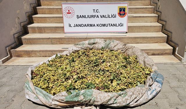 Şanlıurfa’da Fıstık Hırsızlarına Geçit Yok: 4 Şüpheli Yakalandı