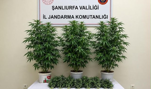 Bozova’da jandarmadan kenevir operasyonu: 13 kök ele geçirildi