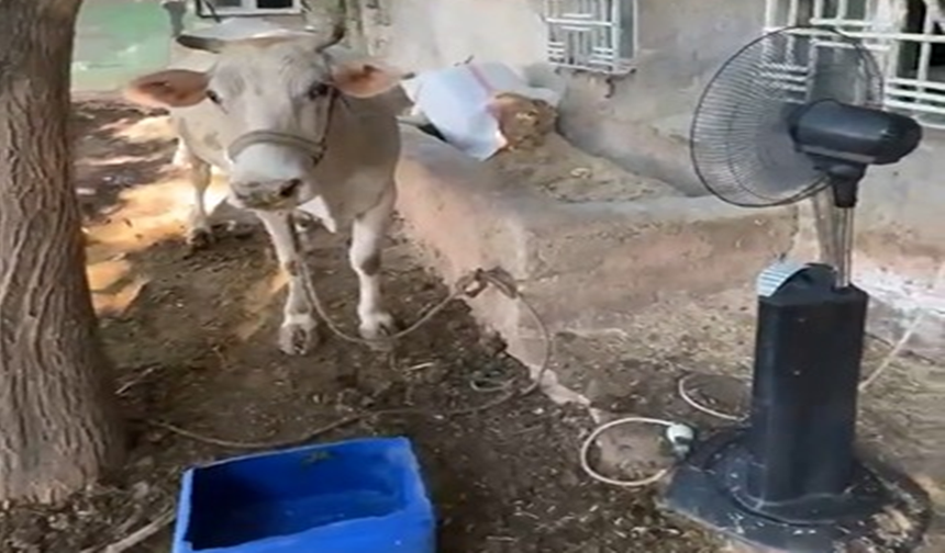 Haliliye’de inek vantilatörle serinliyor