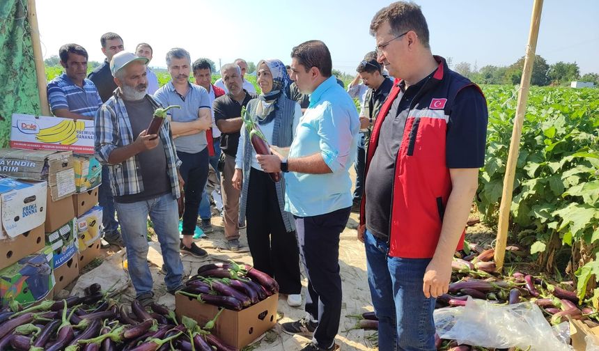 Tescilli Birecik patlıcanında hasat başladı