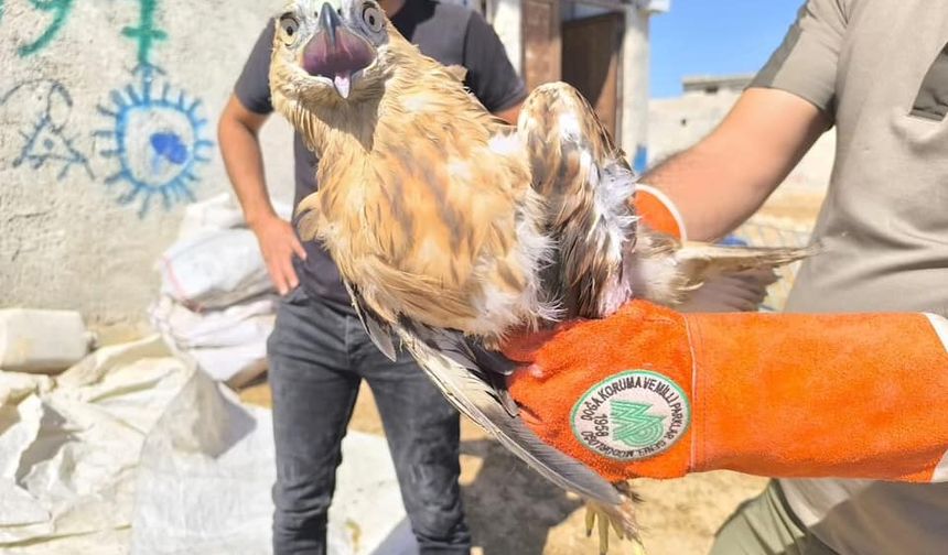 Şanlıurfa'da yaralı kartal tedaviye alındı