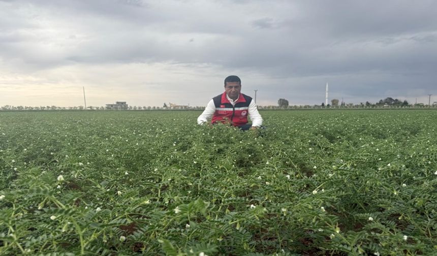 Kuraklığa Dayanıklı Nohut, Şanlıurfa’da Yaygınlaşıyor