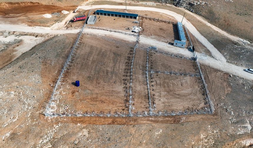 Harran Belediyesi Sokak Hayvanlarını Unutmadı, Çalışmalarda Sona Gelindi