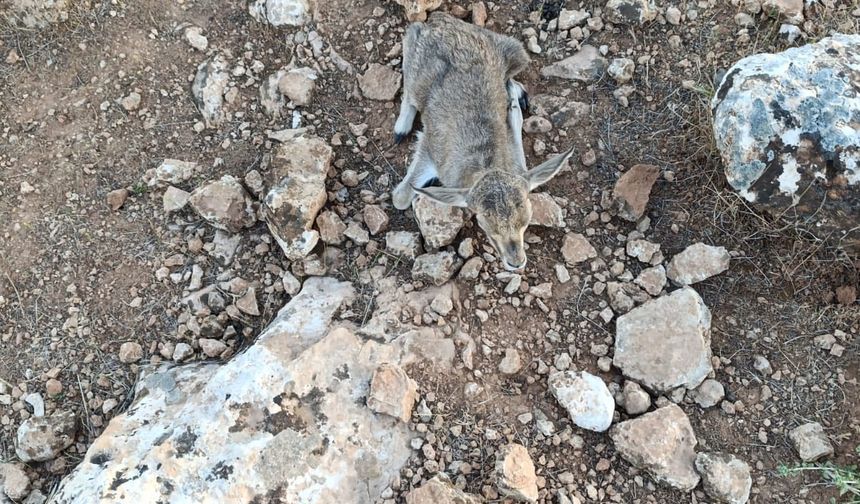 Şanlıurfa’da Sevindiren Gelişme: İlk Yavru Dünyaya Geldi