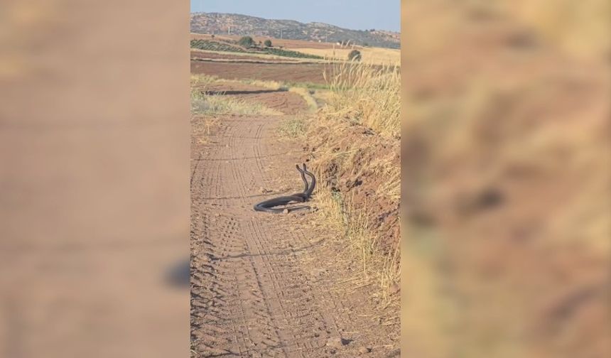 Siverek’te İki Metrelik Yılanların “Dansı” Kamerada