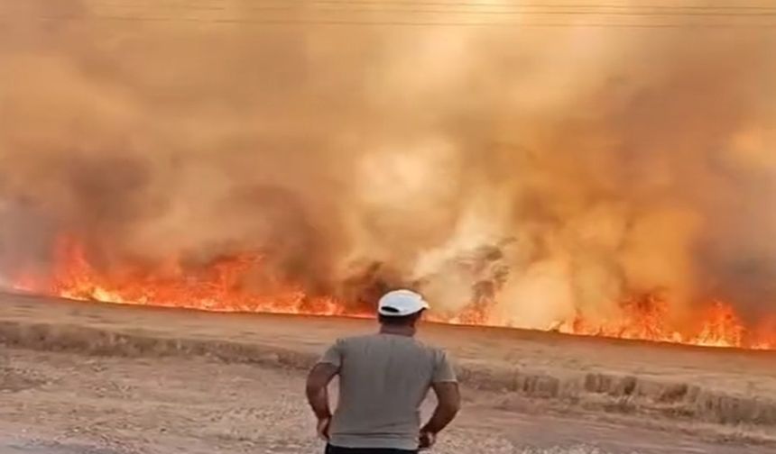 Harran’da Yangın Felaketi: 40 Dönüm Ekin Yanarak Yok Oldu