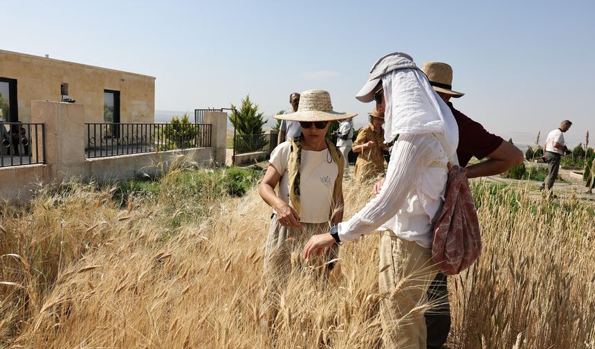 Şanlıurfa’da Uluslararası Buğday Hasadı Festivali Başladı