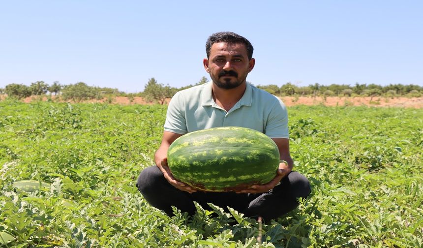 Yaylak Karpuzunun Lezzeti Dağlardan Geliyor!