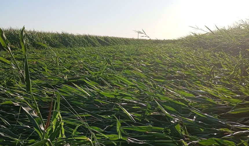 Harran Ovası’nda Fırtına Felaketi: Mısır Tarlaları Yerle Bir Oldu!
