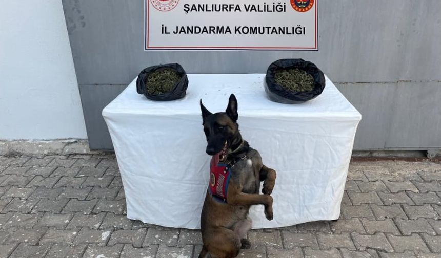 Şanlıurfa’da 4 İlçede Eş Zamanlı Uyuşturucu ve Silah Operasyonu: Zehir Tacirlerine Darbe