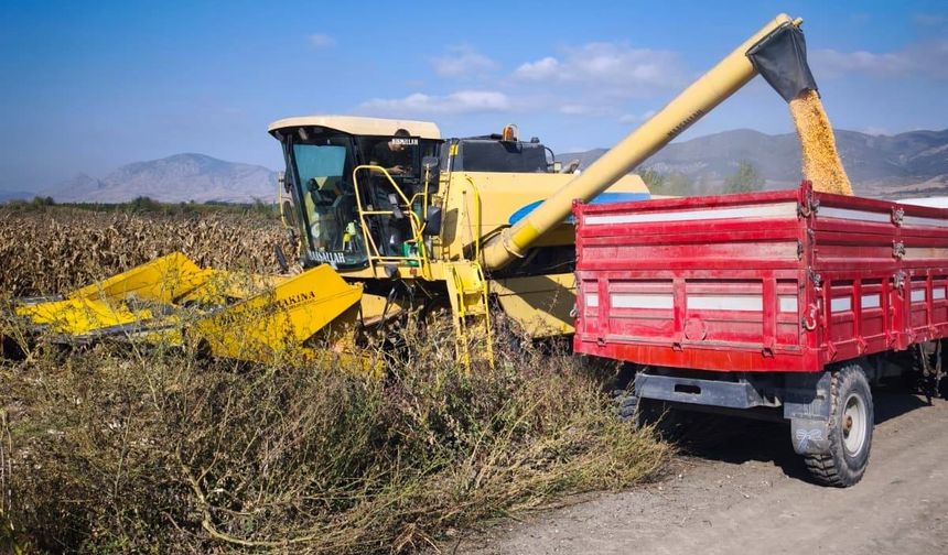 Şanlıurfa’da Sarı Altın Hasadı Başladı