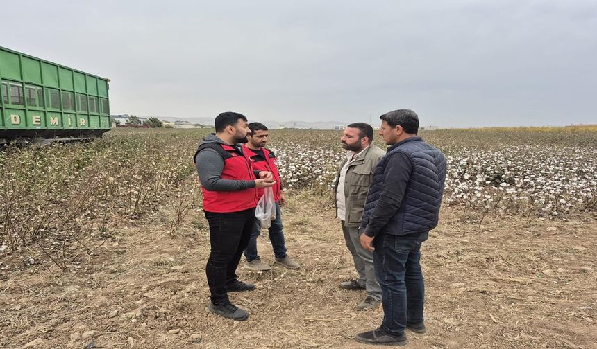 Haliliye’de Pamuk Hasadı Kalite Kontrolü Altında!