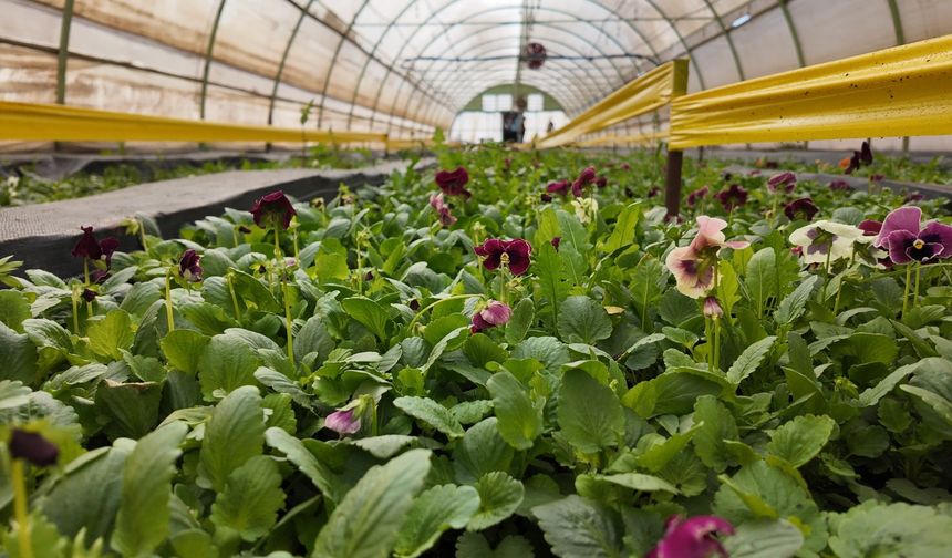 Büyükşehir’den Yeşeren Tasarruf: 400 Bin Mevsimlik Çiçek Toprakla Buluşuyor