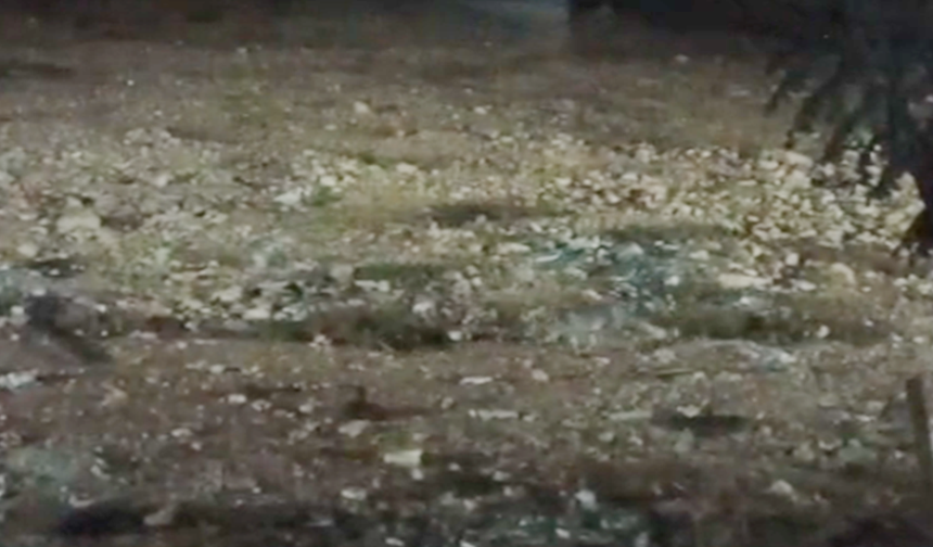 Şanlıurfa’da Gece Yarısı Sürprizi: Parkta Yiyecek Arayan Tilki Kamerada