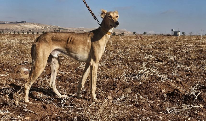 Şanlıurfa’da Doğanın Nefes Kesen Anları Kamerada