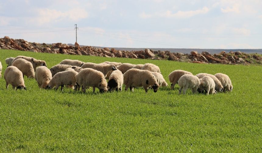 Şanlıurfa’da Toprak Nefes Aldı, Umutlar Yeşerdi