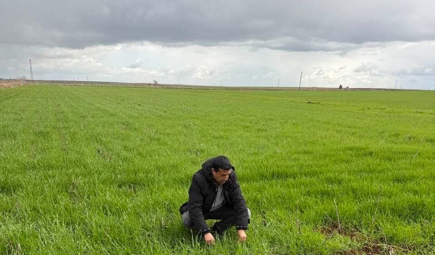 Şanlıurfa’da Bereket Yağmuru