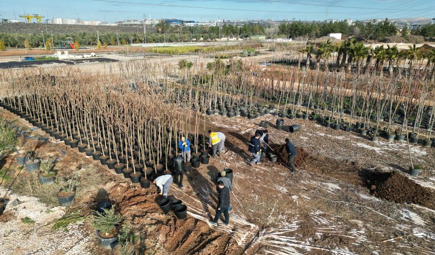 Büyükşehir, Ağaç Ve Bitki Dikimlerini Hızlandırdı