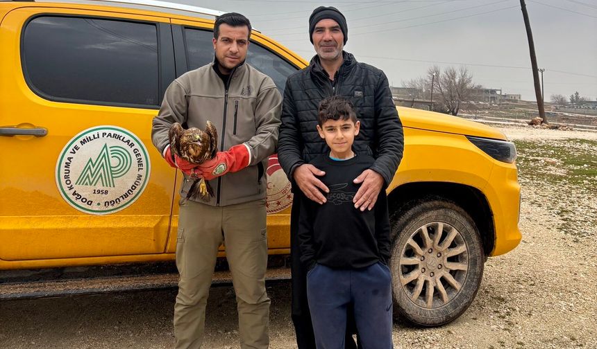 Şanlıurfa’da Yaralı Kızıl Şahin Kurtarıldı