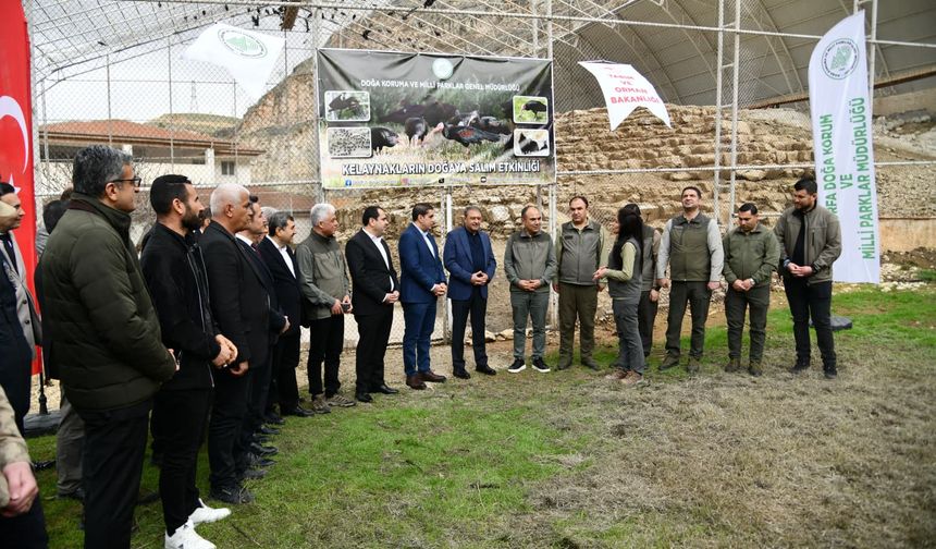 Kelaynaklar doğaya salındı