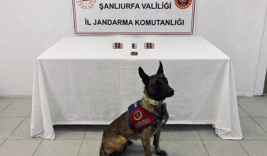 Şanlıurfa’da Narkotik Darbe: 4 İlçede Operasyon
