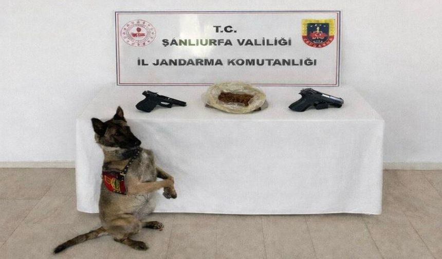 Eyyübiye’de Uyuşturucu Baskını: Ele Geçenler Şaşırttı