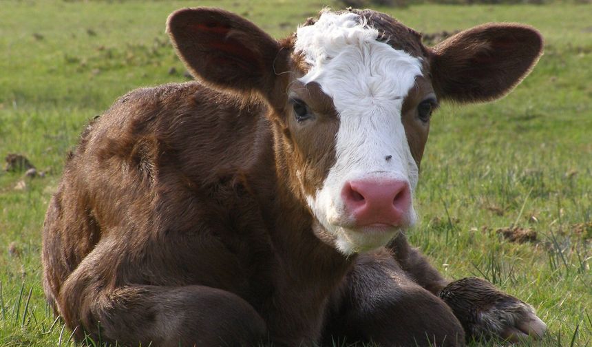 Urfa’da Sahur Saatinde Hırsızlık: Ahırdan Buzağı Çalındı
