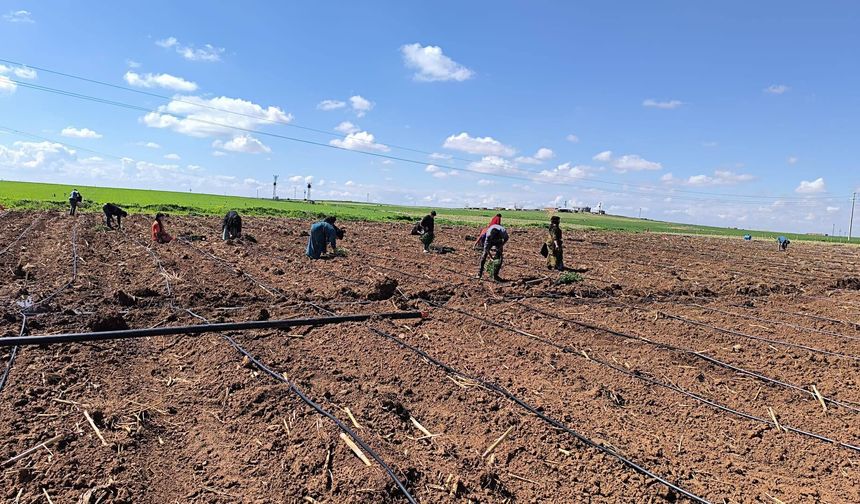 Şanlıurfa’da Alternatif Tarım: Domates Dönemi Başladı