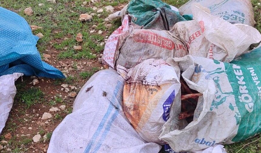 Eyyübiye'de Çuvaldan Kesilmiş At Başı Bulundu