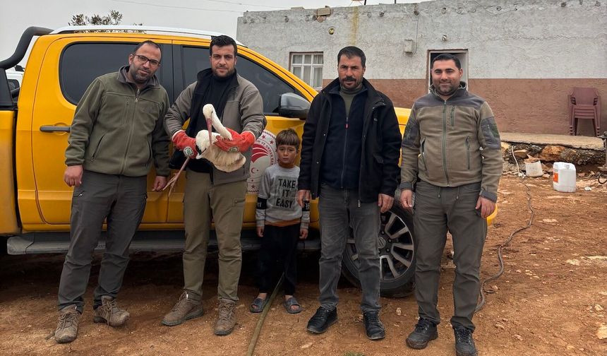 Şanlıurfa’da Yaralı Leylek Kurtarıldı! Duyarlılık Hayat Kurtardı