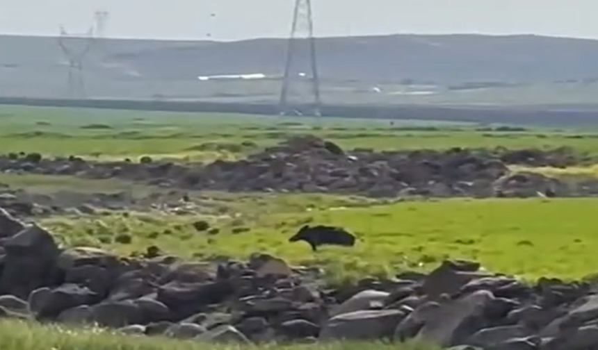 Viranşehir’de Tarlada Korku Dolu Anlar! Domuzla Karşılaştı