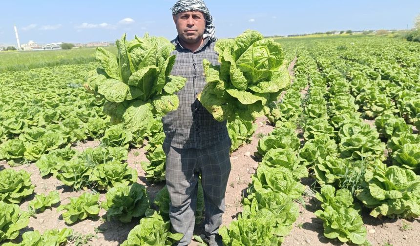 Şanlıurfa’da GAP marulu Çiftçinin yüzünü güldürdü
