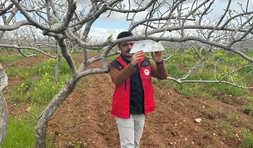 Fıstık Bahçelerinde Alarm: Dal Güvesine Karşı Harekete Geçildi