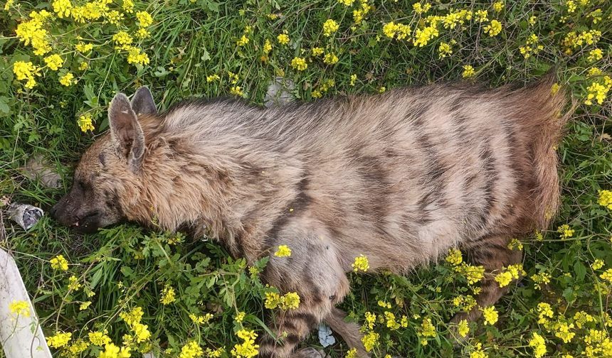 Nesli Tehlikedeki Sırtlan Yolda Can Verdi