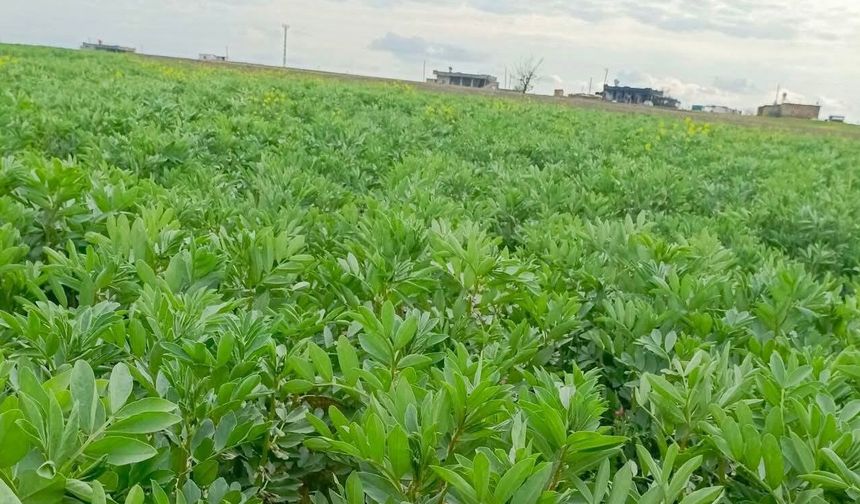 Harran'da Bakla Hasadı Başladı