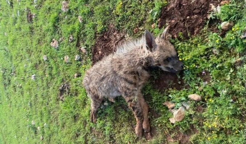 Şanlıurfa’da Nesli Tükenme Tehlikesindeki Sırtlan Telef Oldu