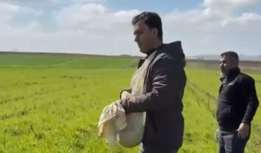 Şanlıurfa’da Yağışlar Çiftçiyi Eski Yönteme Döndürdü