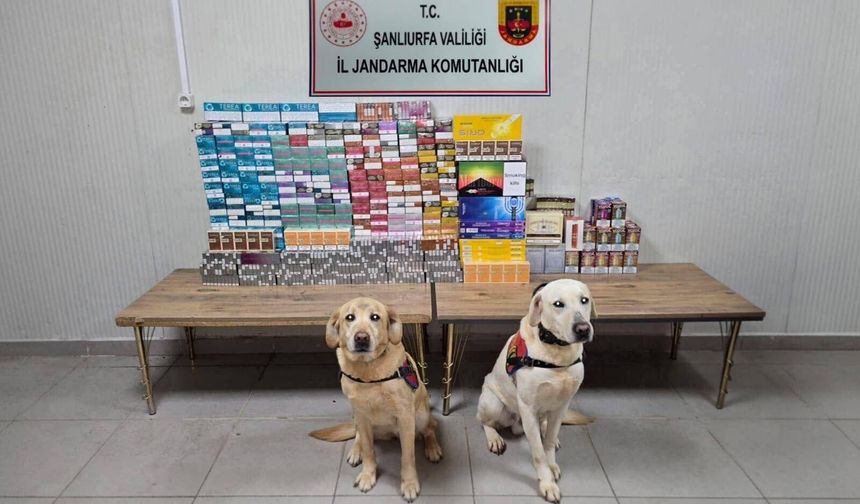 Şanlıurfa’da Kaçakçılığa Darbe! Tonlarca Ürün Ele Geçirildi