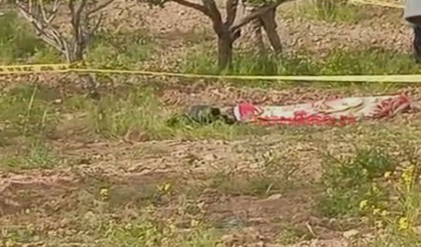 Şanlıurfa’da Tarlada Çalışırken Feci Ölüm