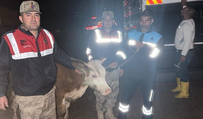 Şanlıurfa’da Kurbanlık Hırsızlarına Jandarma Darbesi