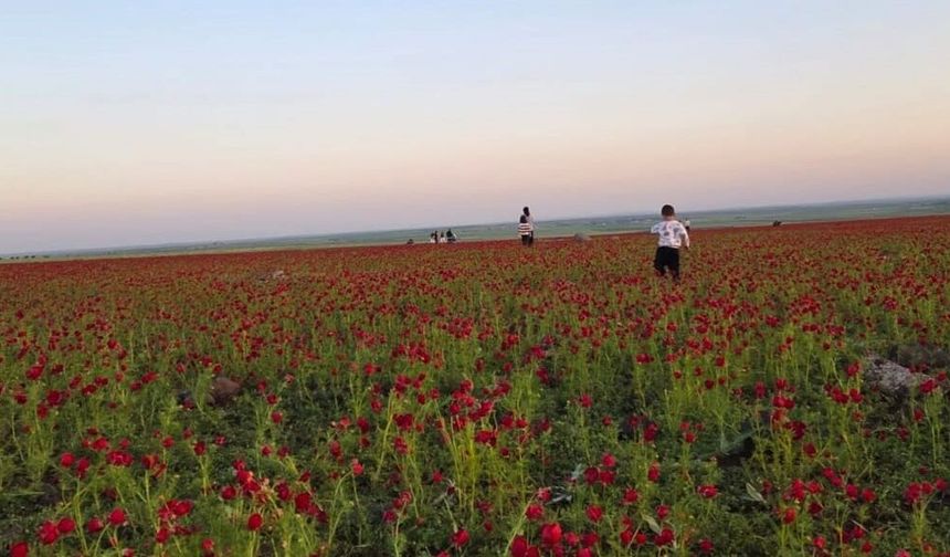 Şanlıurfa’da Kırmızı Şölen! Tarlalar Gelincikle Kaplandı