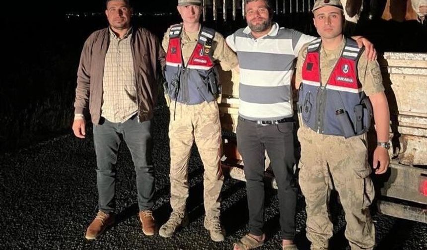 Şanlıurfa’da Kayıp Büyükbaş Hayvanlar Jandarma Tarafından Bulundu