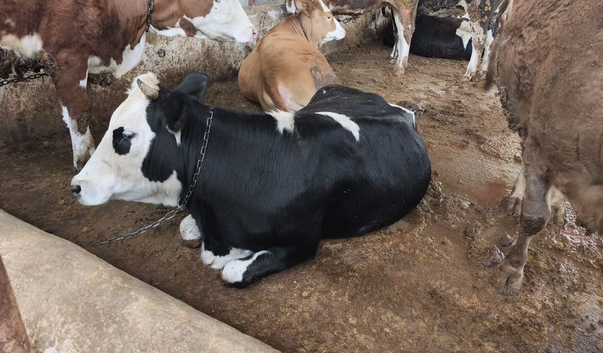Dana Fiyatını Duyan Şaşırıyor: Urfa’da Son Durum