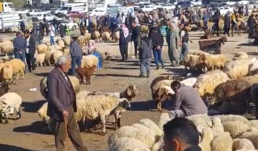 Şanlıurfa’da Kurbanlık Hareketliliği: Pazar Şimdiden Şenlendi