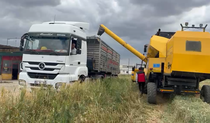 Şanlıurfa’da “Firik” Mesaisi Başladı!