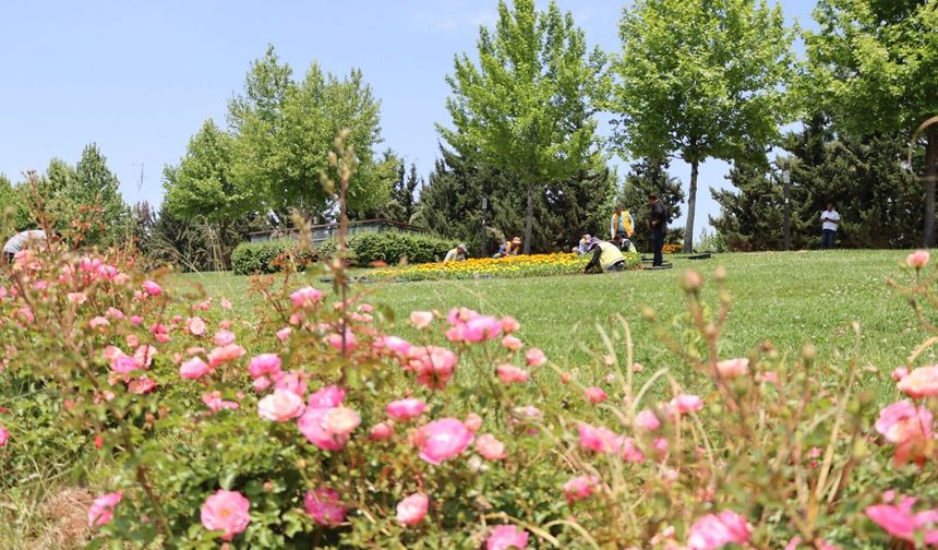 Büyükşehir Kendi Serasında Üretti, Şehrin Dört Bir Yanını Çiçeklerle Donattı