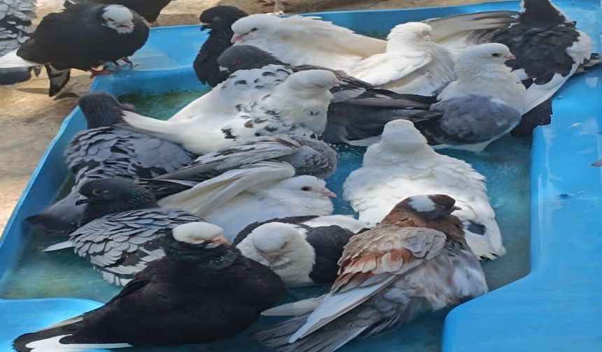 Şanlıurfa’da 43 Dereceyi Aştı! Güvercinler Süs Havuzuna Akın Etti