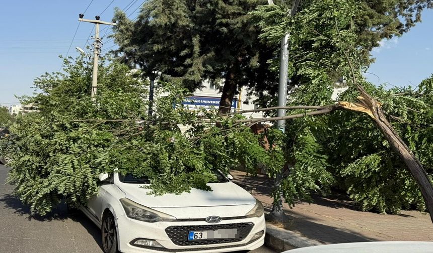 Haliliye’de Fırtına Etkili Oldu: Araç Üzerine Ağaç Düştü