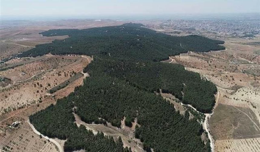 Şanlıurfa’da Ormanlara Giriş Yasaklandı! 31 Ekim’e Kadar Sert Tedbir